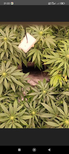 Growreport Bild 48