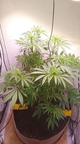 IMG_20251024_084547_960