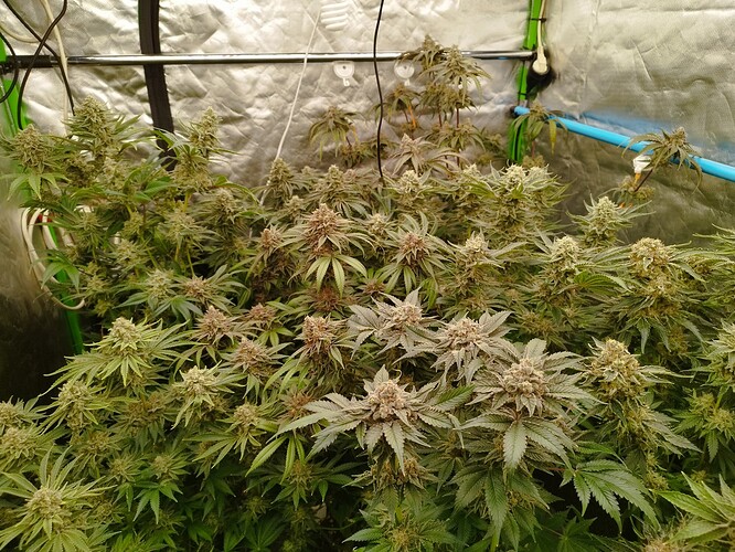 Growreport Bild 8