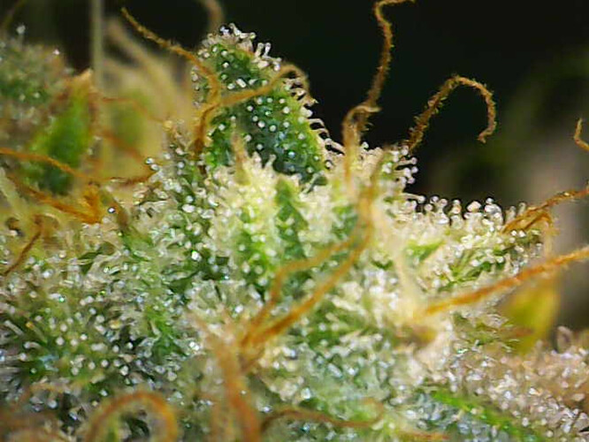 Growreport Bild 10