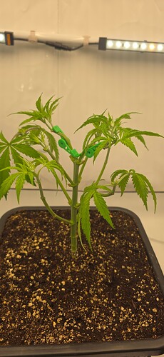 Growreport Bild 7