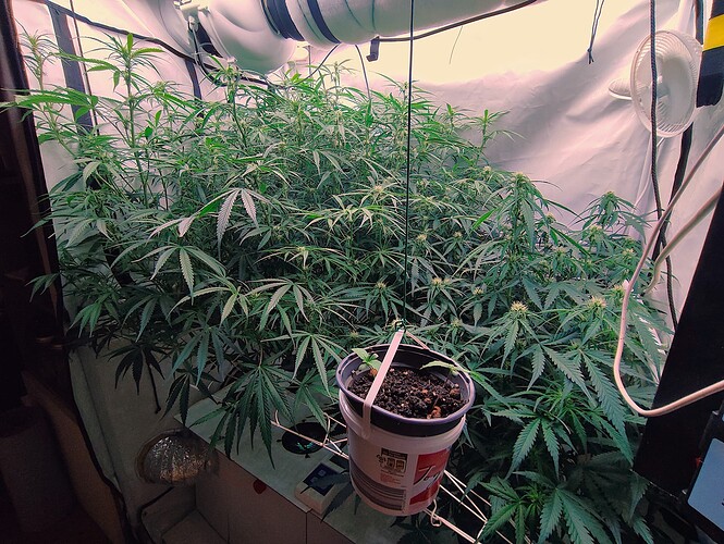 Growreport Bild 1