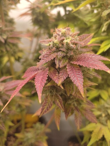 Growreport Bild 38
