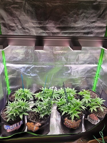 Growreport Bild 27