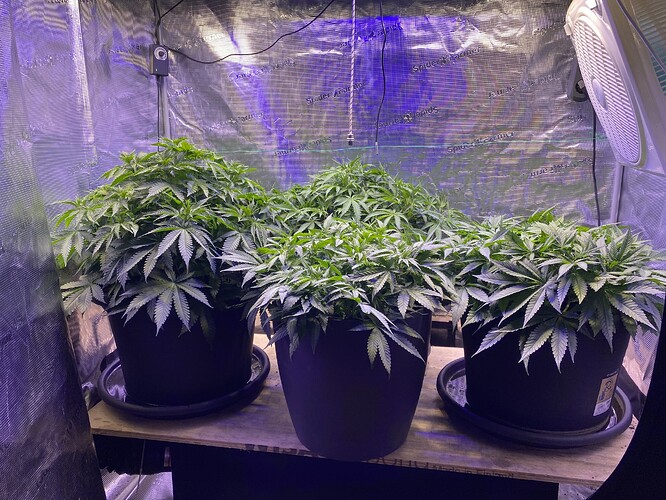 Growreport Bild 47