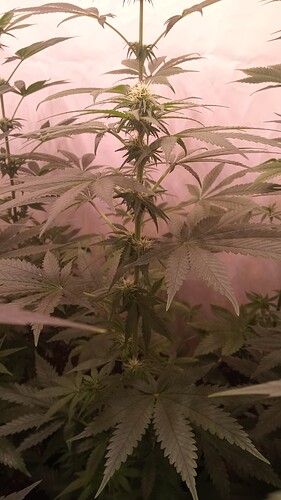 Growreport Bild 28