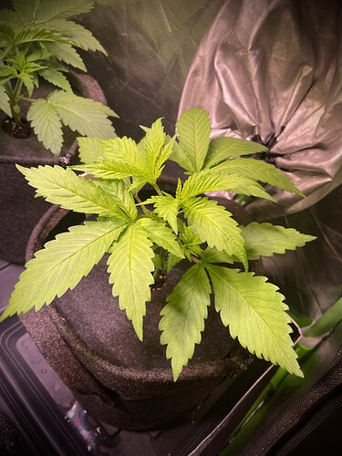 Growreport Bild 13