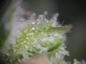 Growreport Bild 6