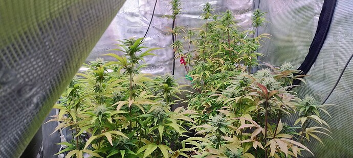 IMG_20251130_202934958_HDR
