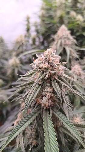 Growreport Bild 10