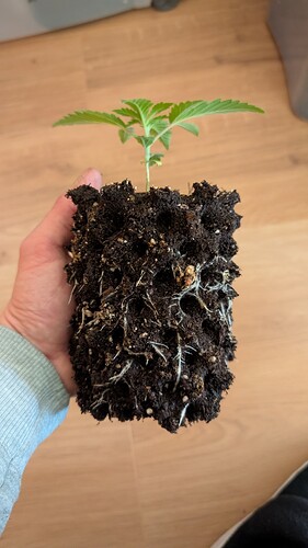 PXL_20250328_094333841.MP