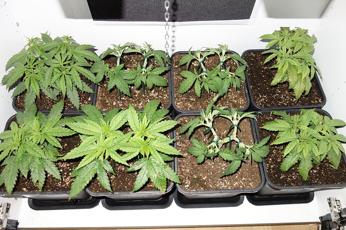 Growreport Bild 9