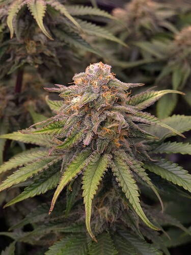 Growreport Bild 1