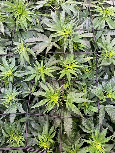 Growreport Bild 6
