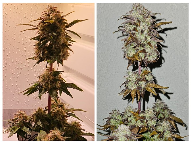 Growreport Bild 5