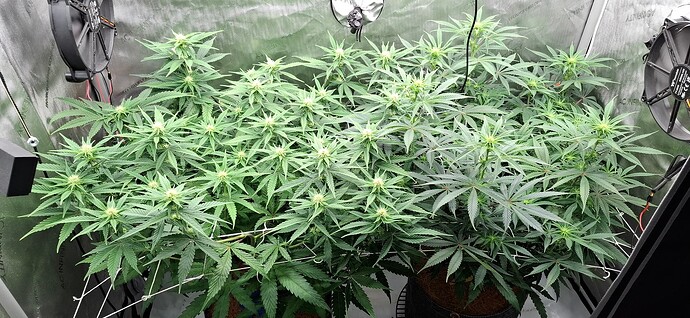 Growreport Bild 1