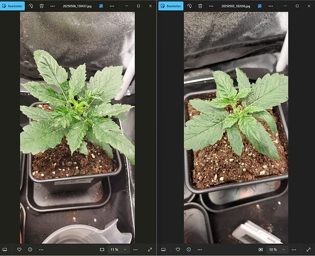 Growreport Bild 7