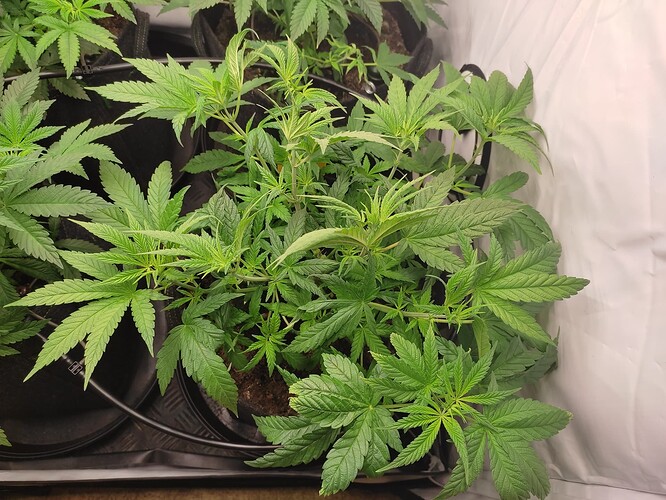Growreport Bild 24