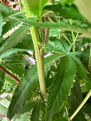 Growreport Bild 43