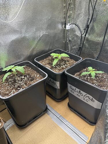 Growreport Bild 63