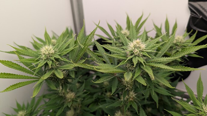 Growreport Bild 27