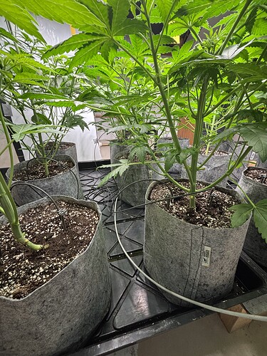 Growreport Bild 29