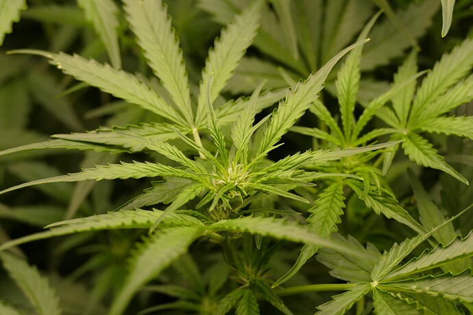 Growreport Bild 21