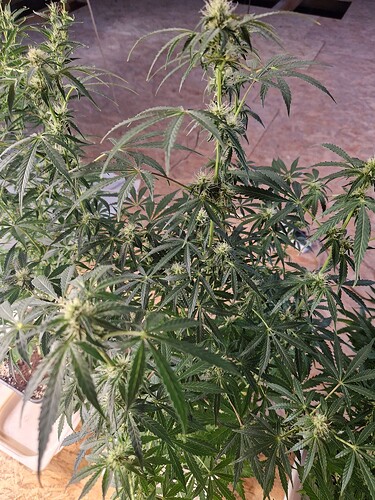 WhatsApp Bild 2024-05-19 um 11.03.40_c0f22032