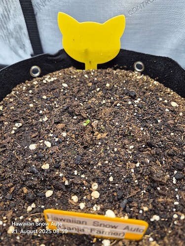 Growreport Bild 2