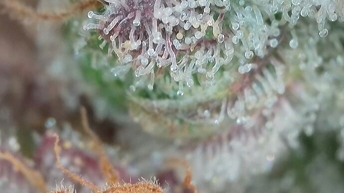Growreport Bild 26