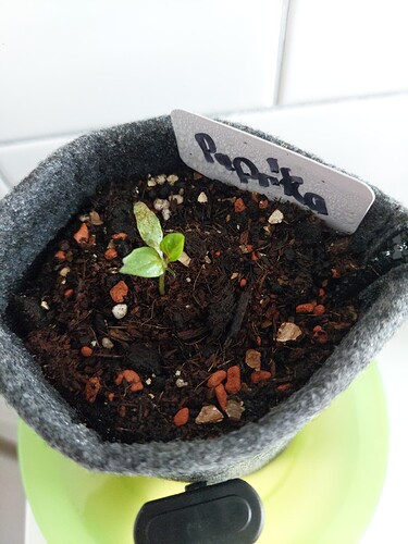 Growreport Bild 7
