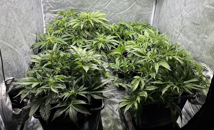 Growreport Bild 1