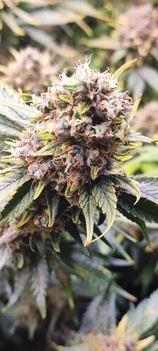 Growreport Bild 6