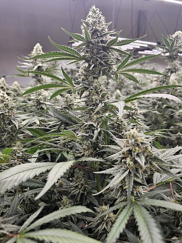 d1e98e80-b7f9-49c1-b8e8-718af188c657