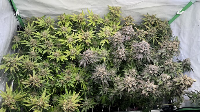 Growreport Bild 14