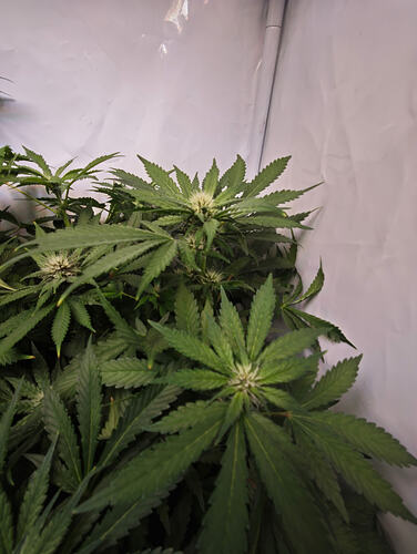 Growreport Bild 7