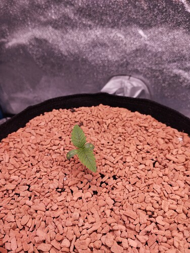 IMG_20241124_184118 - Kopie