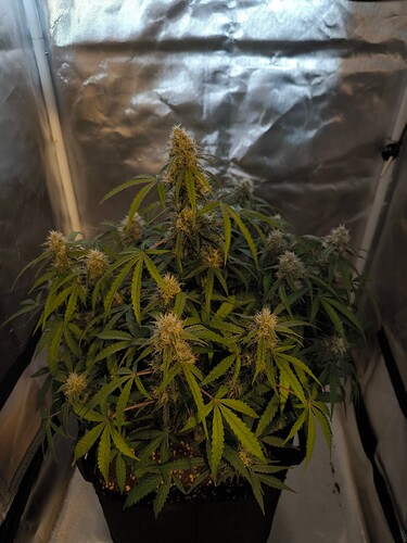 Growreport Bild 1