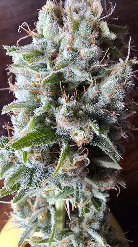 Growreport Bild 326