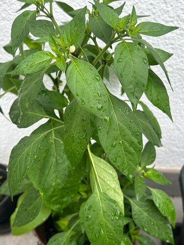 Growreport Bild 8