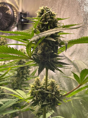 Growreport Bild 41
