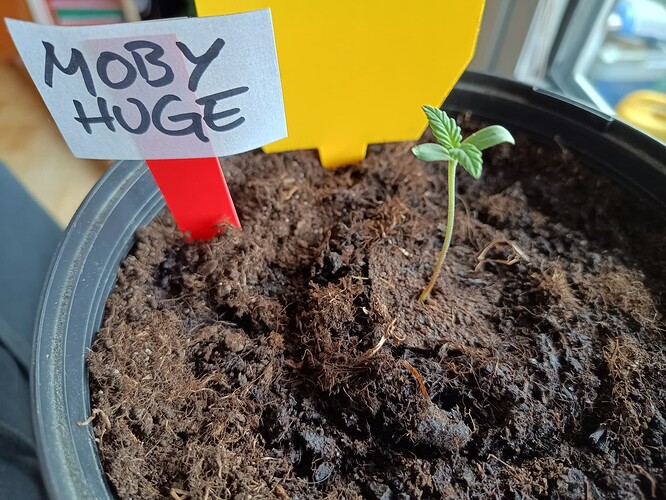 IMG_20240418_131139085_HDR