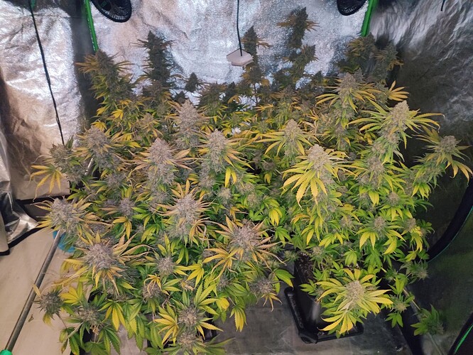 Growreport Bild 30