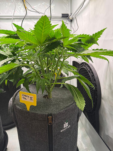 Growreport Bild 4