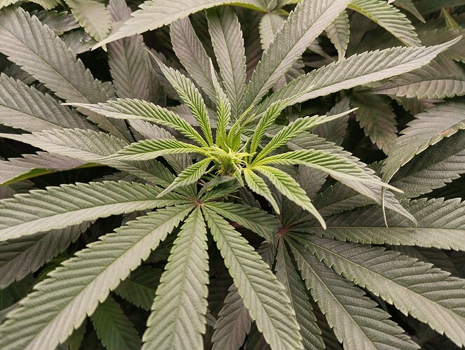 Growreport Bild 1