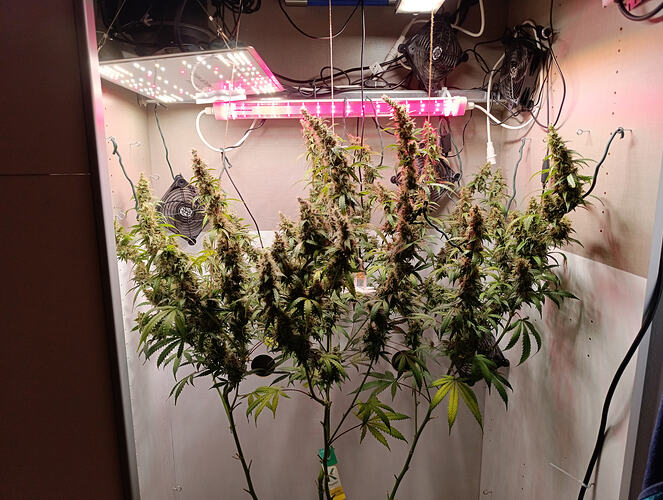 Growreport Bild 13