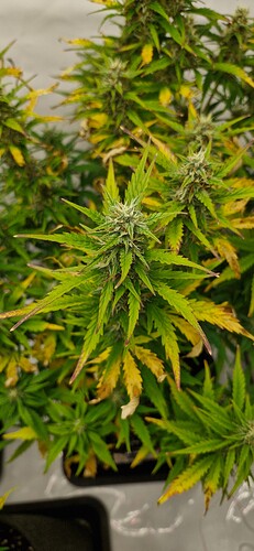 Growreport Bild 39