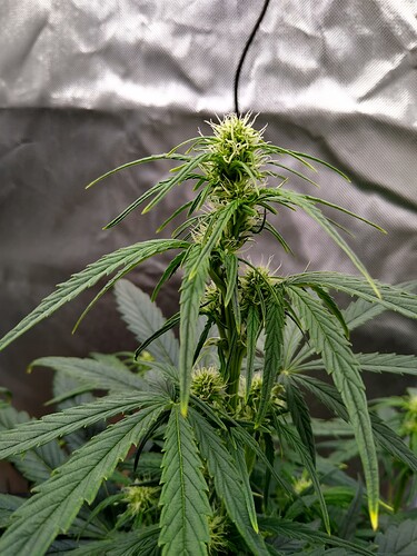 IMG_20240515_120225321_HDR