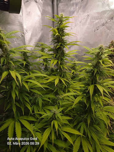 Growreport-Bild
