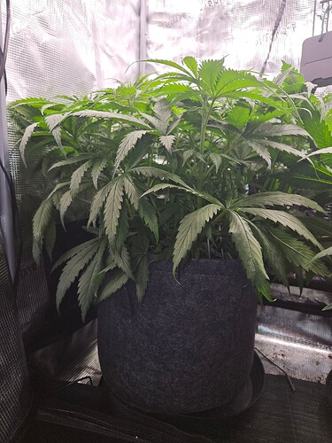 Growreport Bild 9